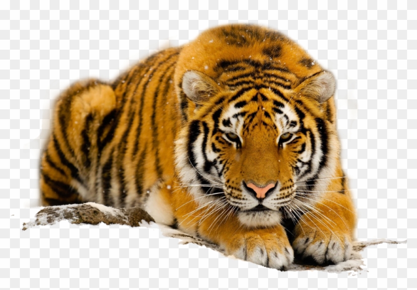 Free Download Species Of The South China Tiger - Orange Tigers With Blue Eyes Clipart
