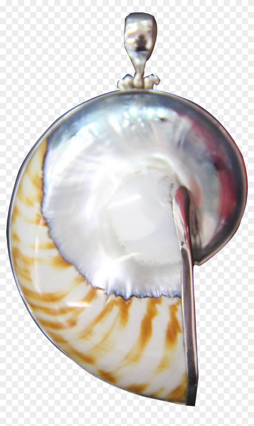 Nautilus Shell Tiger Pattern Natural - Locket Clipart