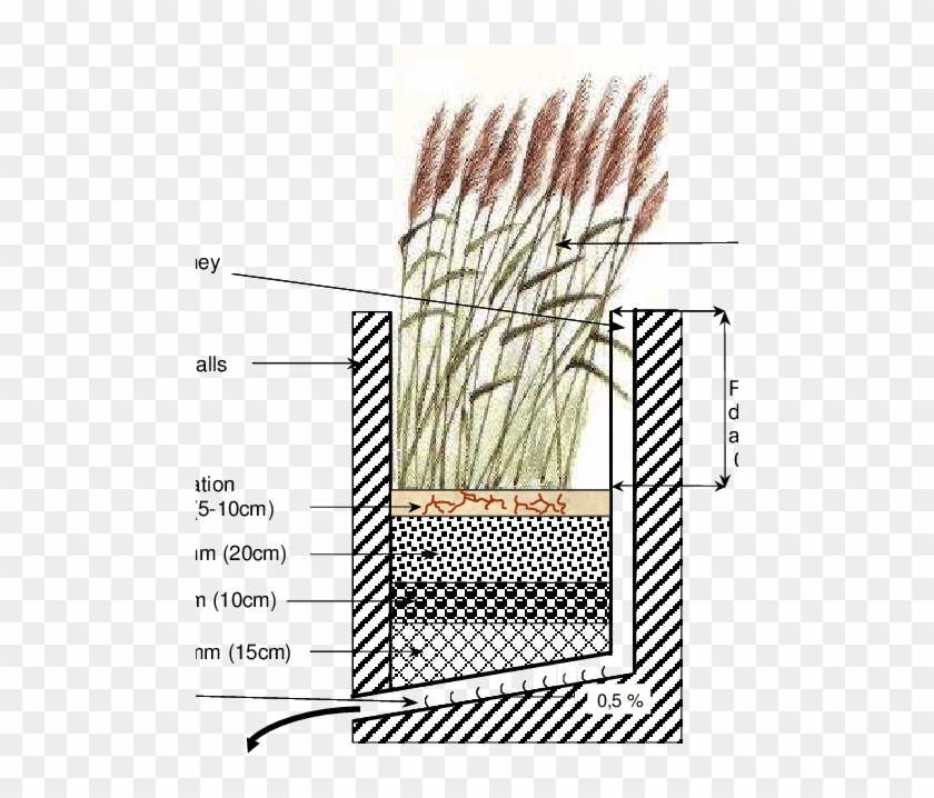 Cross-section Of A Pilot Plant - Phragmites Clipart