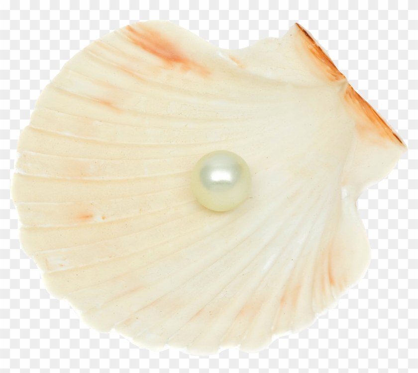 Seashell Png Clipart #3334592