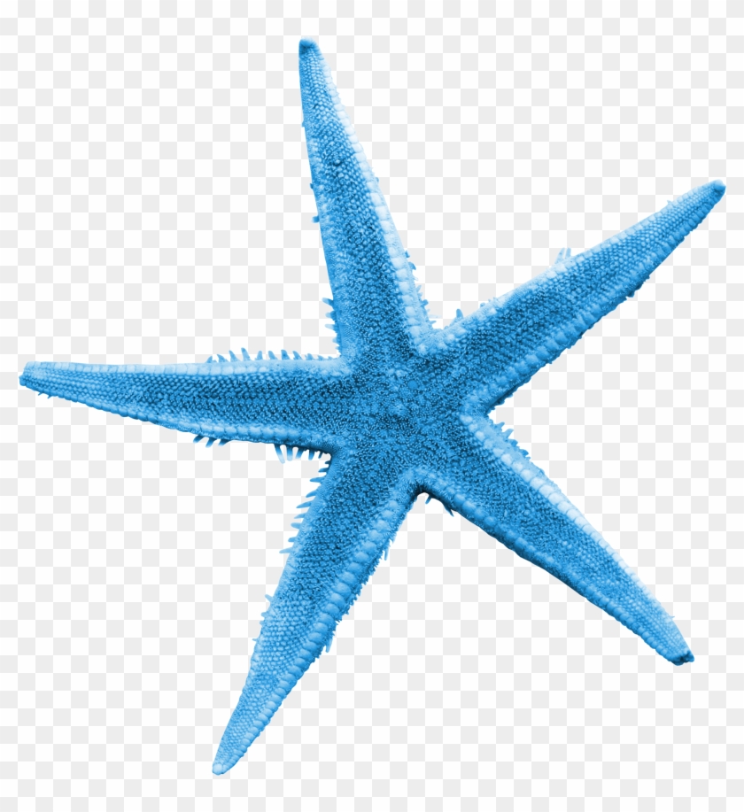 Vector Royalty Free Library Illustration Transprent - Blue Starfish Png Clipart #3335766