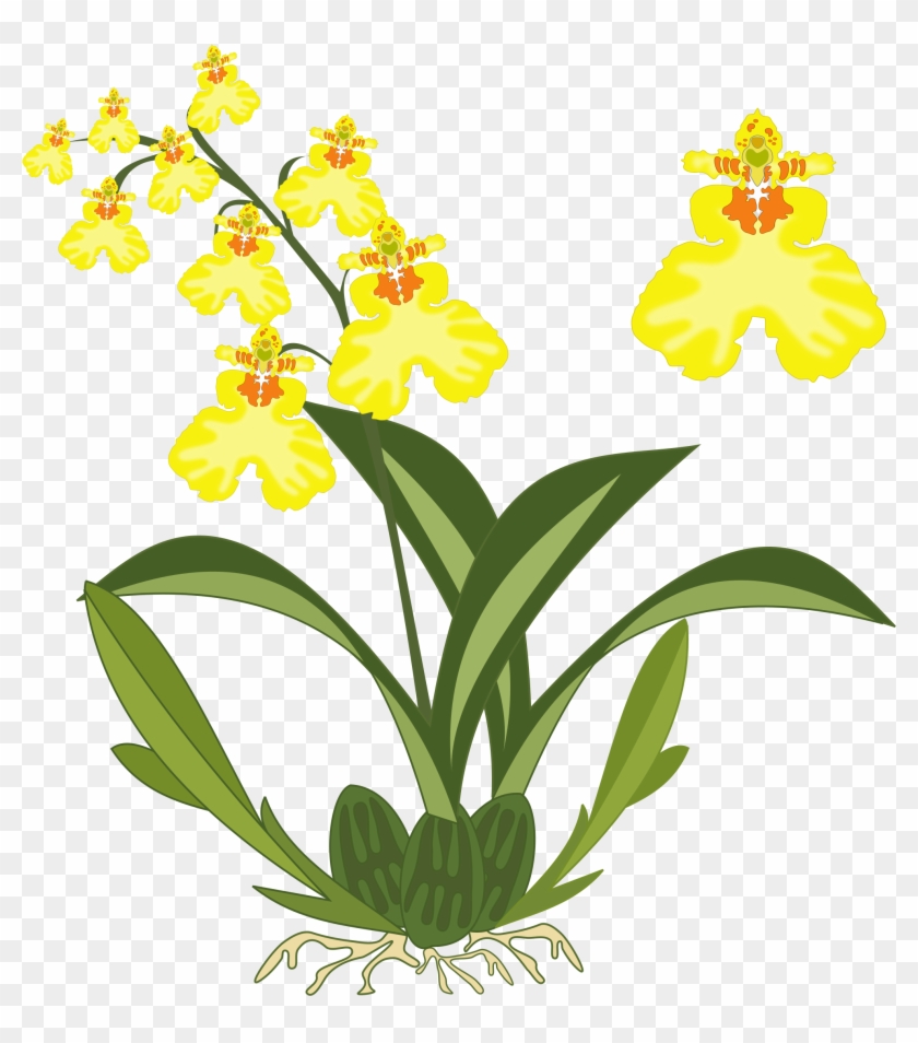 Banner Black And White Download Oncidium Big Image - Orchids Clipart - Png Download #3336149