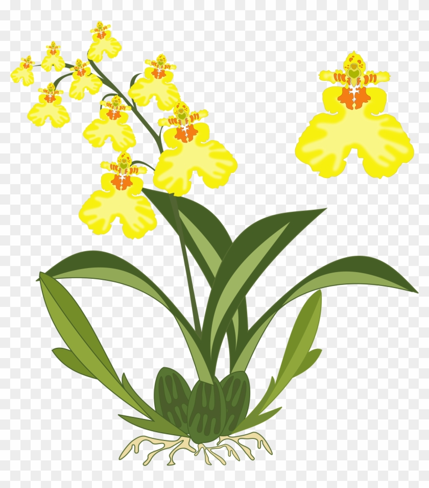 Banner Black And White Download Oncidium Big Image - Orchids Clipart - Png Download