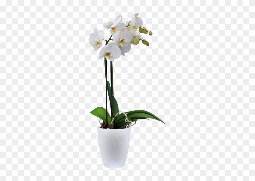 Home > Collection > Brussels Orchid High - Elho Brussels Orchid High 12,5cm Anthracite Planters Clipart