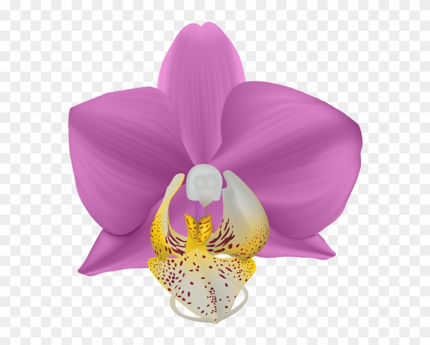 Art Images, Orchids, Clip Art, Flowers, Art Pictures, - Portable Network Graphics - Png Download