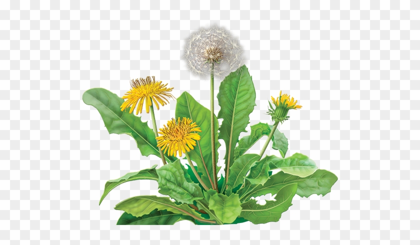 Dandelion - Dandelion Root Extract Clipart #3337054