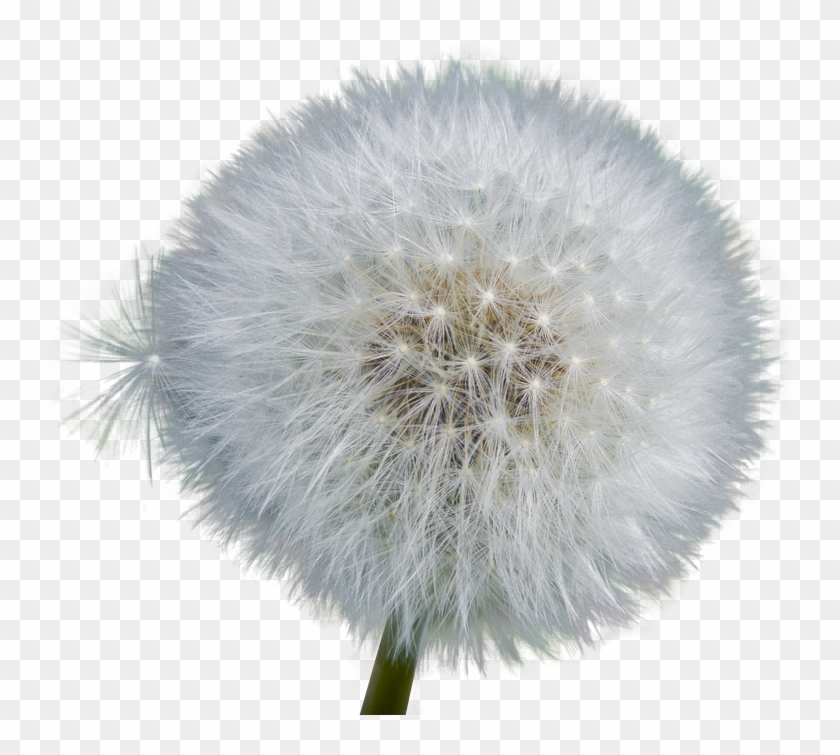 Dandelion , Png Download - Dandelion Clipart