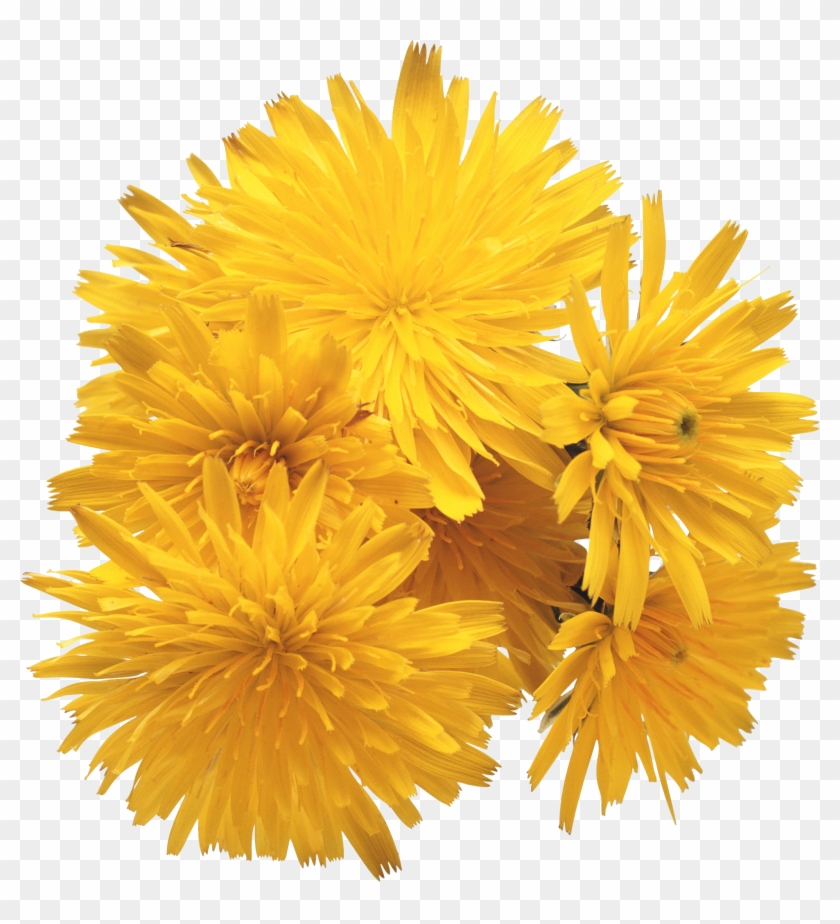 Dandelion Png - Love Songs Ray Conniff Clipart #3337122