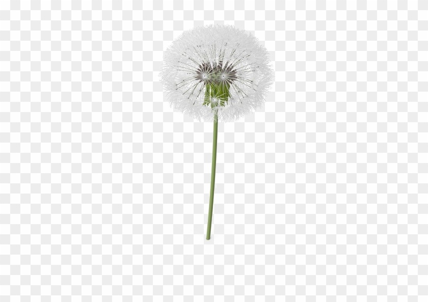 Colored Dandelion Png Transparent Image - Dandelion Png Clipart #3337312