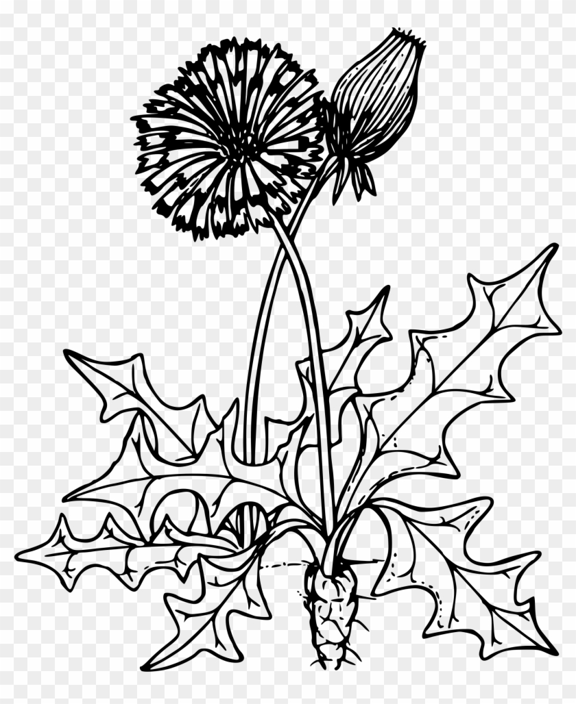 This Free Icons Png Design Of Common Dandelion - Dandelion Clipart Black And White Transparent Png