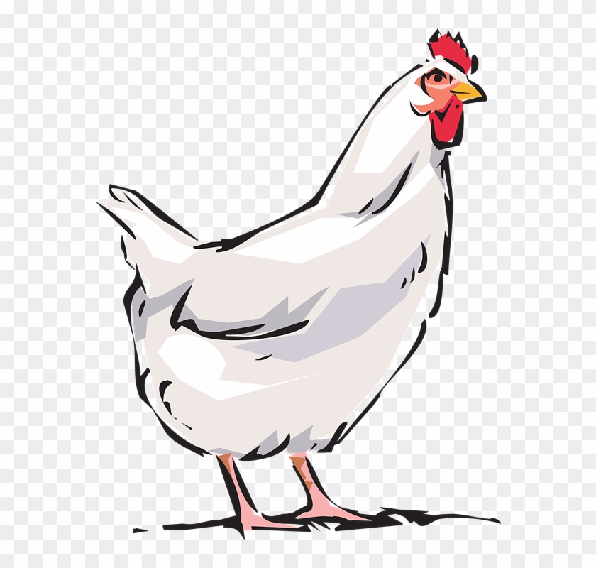 Cock, Animal, Farm - Polla Png Clipart #3339619