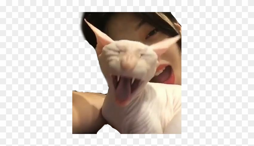 Sulli Sticker - Minskin Clipart