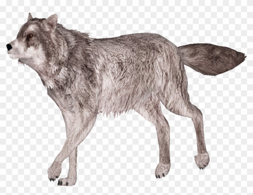 Gray Wolf - Canis Lupus Tundrarum Clipart