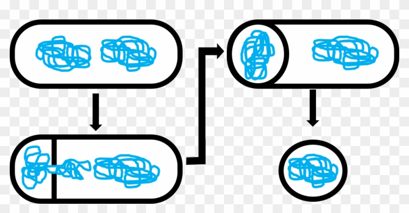 Anthrax Infections And Botulism Are Also Caused By - Spore Formation Bacteria Diagram Clipart #3346055