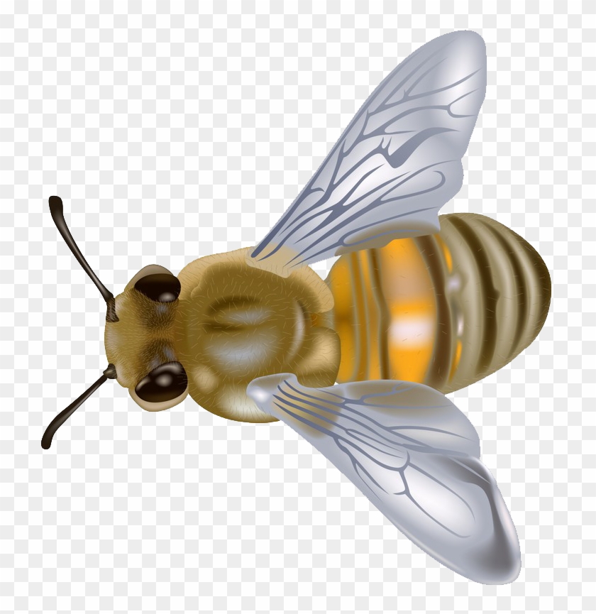 Order Payment - Apis Mellifera Desenho Clipart