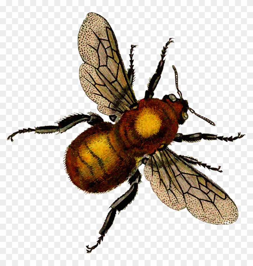 Pl/gwiazdorek1 Look Www - Colour Honey Bee Cannot See Clipart