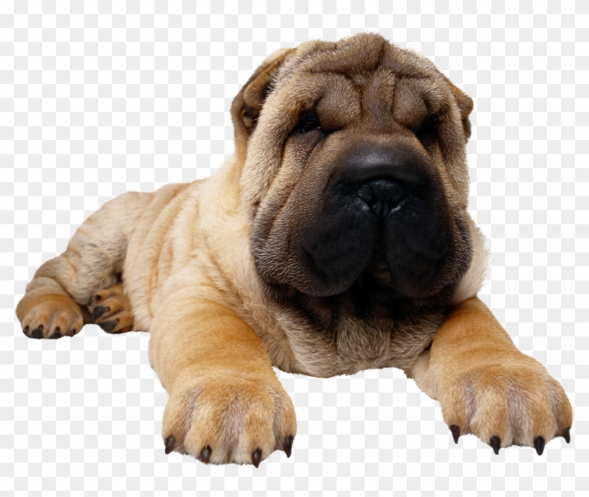 Dog Png, Download Png Image With Transparent Background, - Chow Chow Bulldog Clipart #3349268