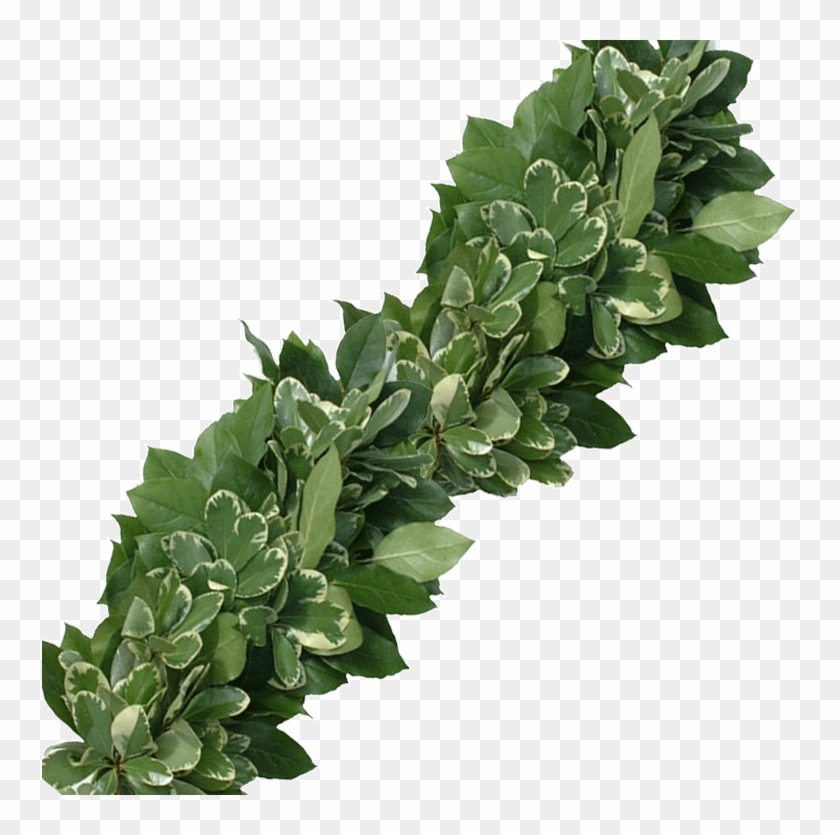 Description - Ideas - Details - This Light And Dark - Variegated Pittosporum Garland Clipart