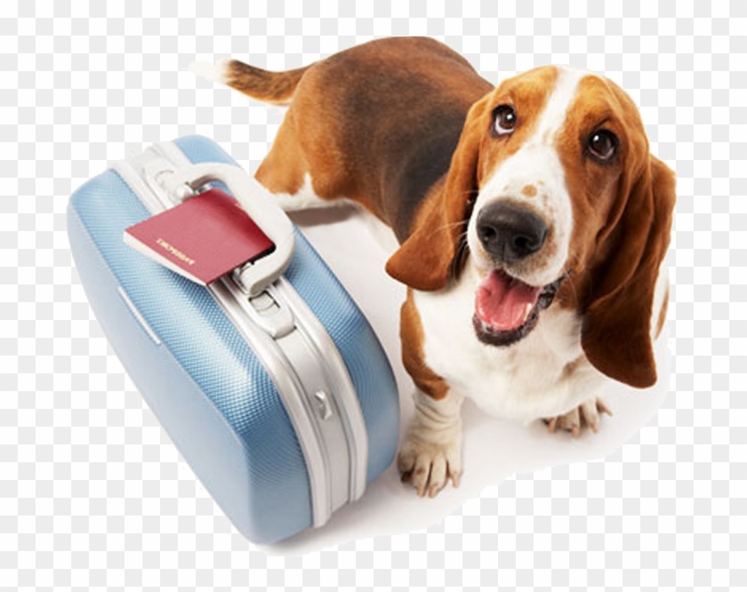 Consejos Para Viajar Con Mascotas - Dog Travel Clipart