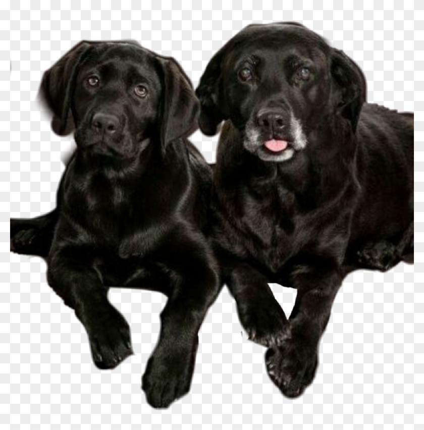#dog #perros #labrador #mascotas#mascota - Cloning Clipart