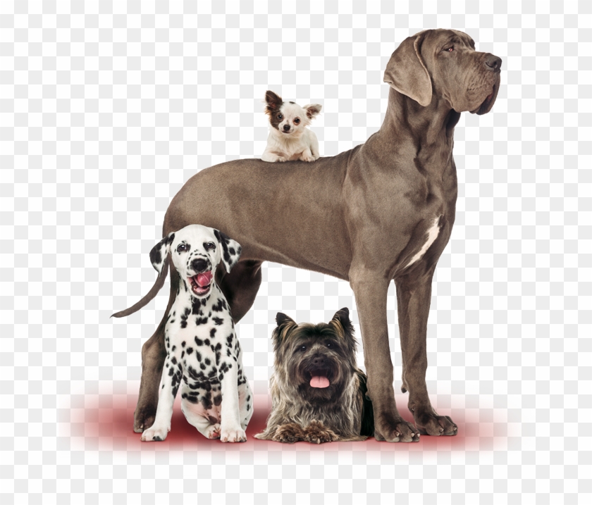 Perro Gran Danes Png Clipart #3350584