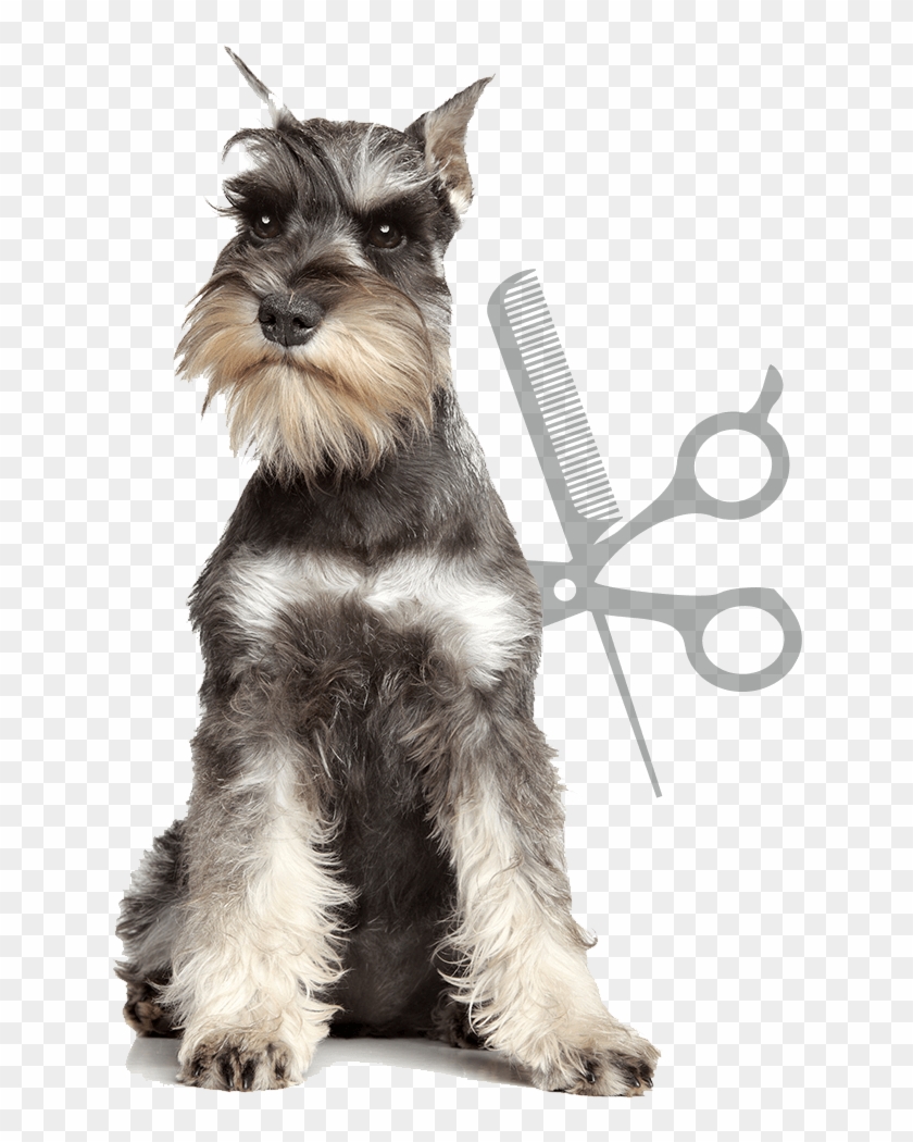 Artículos Para Mascotas - Dog Breed With A Mustache Clipart #3350613