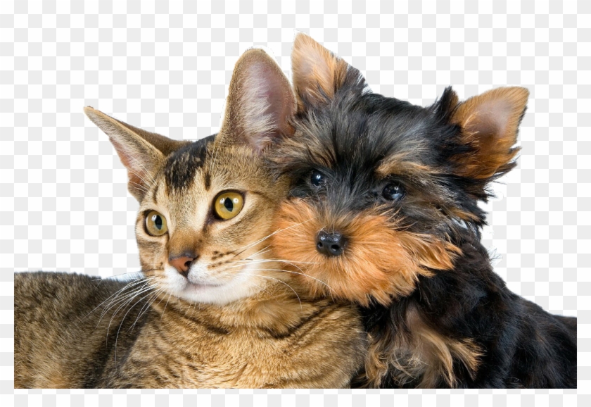 #dog #perros #gatos #cat #mascotas - Йоркширский Терьер И Кошка Clipart #3350808