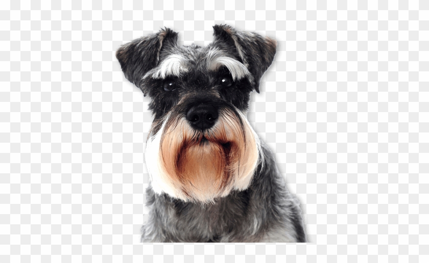 We Simply Do It - Schnauzer Face Clipart