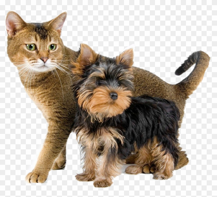 #dog #perros #gatos #cat #mascotas - Yorkshire Terrier And Cat Clipart
