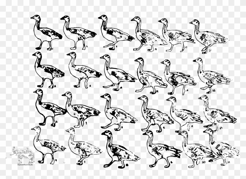 Bar Head Goose Walk Frame By Frame Animation Elephant - Bird Walk Cycle  Animation Clipart (#3352370) - PikPng