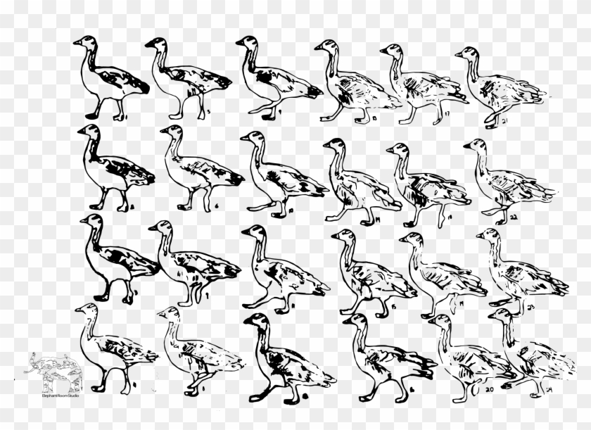 Bar Head Goose Walk Frame By Frame Animation Elephant - Bird Walk Cycle Animation Clipart #3352370