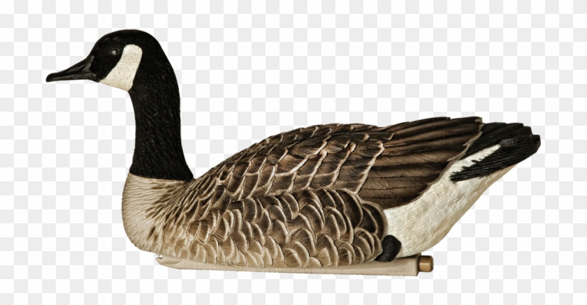 Avian-x Topflight Canada Goose Floater 4 Pack - Plastic Goose Hunting Clipart #3352468