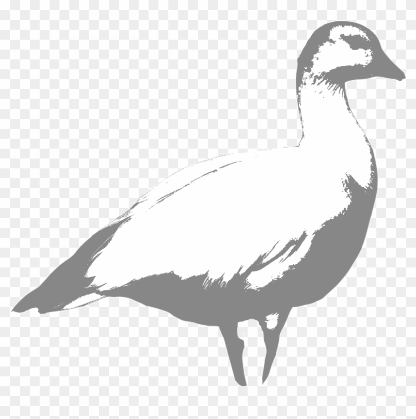 Ross - Bufflehead Clipart