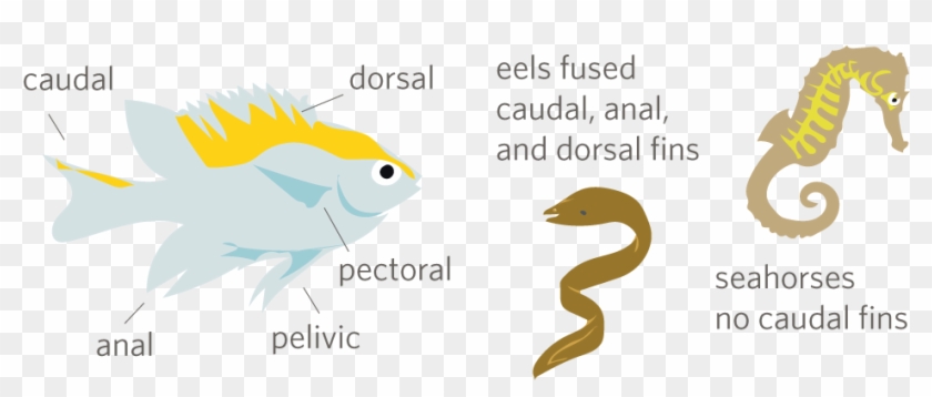 Each Fin Has Its Own Use - Cartoon Clipart