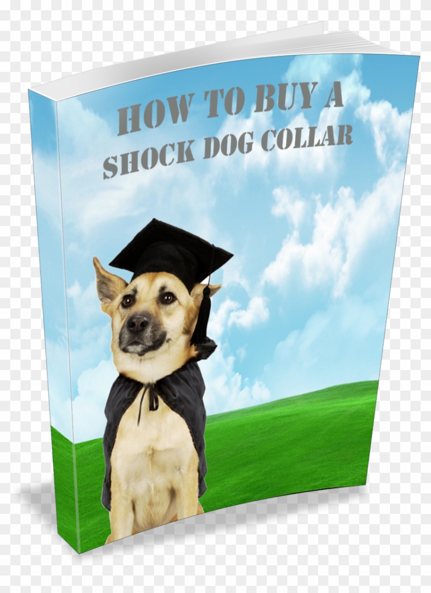 How To Buy A Shock Dog Collar - Puppy Training Clipart
