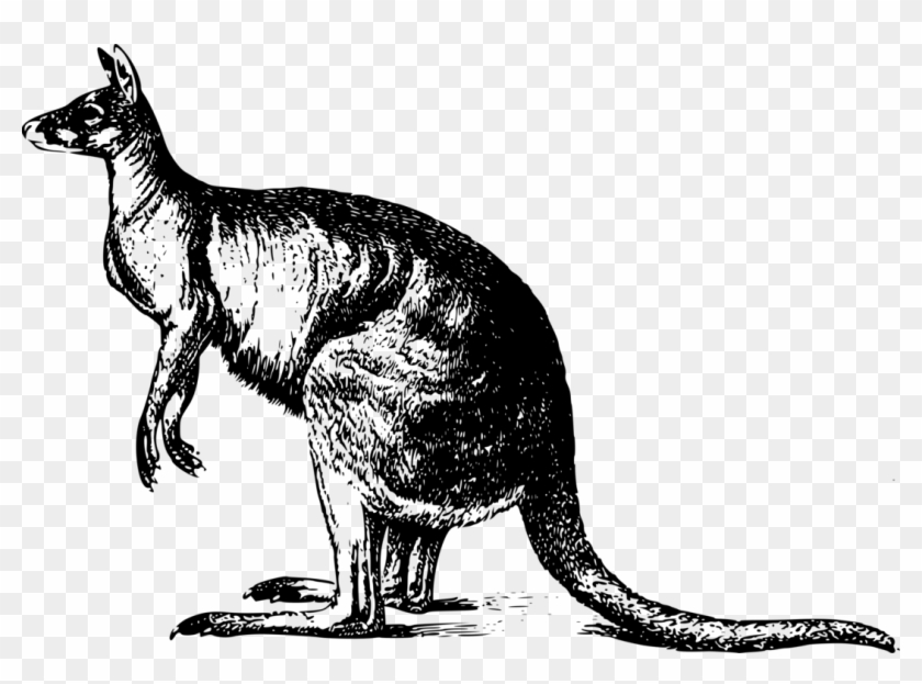 Drawing Kangaroo Marsupial - Kangaroo Grayscale Clipart