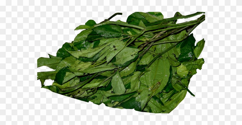 Com/product/pumpkin Leaves Ugu/ - Ugu Leaves Clipart #3355253