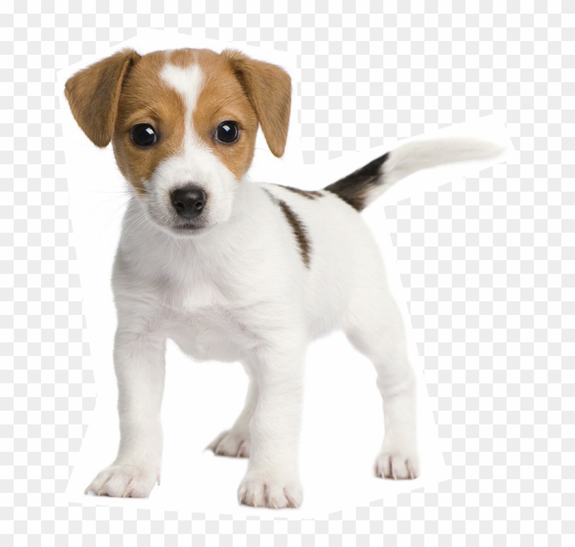 Jack Russell Bull Terriers , Png Download - Transparent Little Dog Png Clipart #3358130