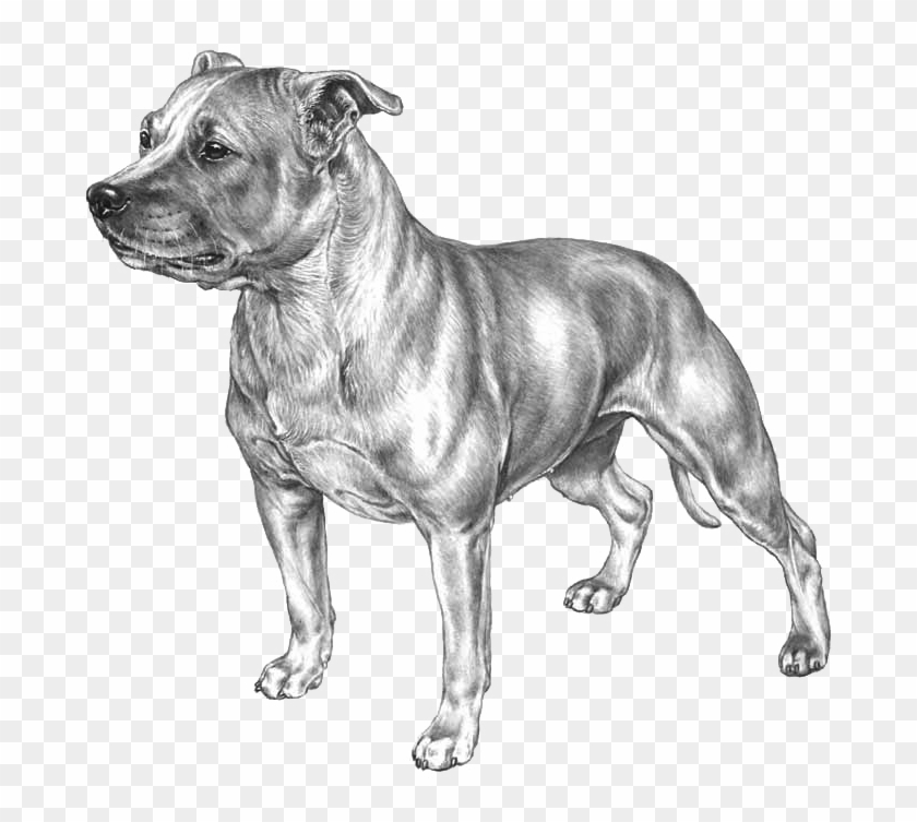 Staffordshire Bull Terrier - Cordoba Fighting Dog Clipart