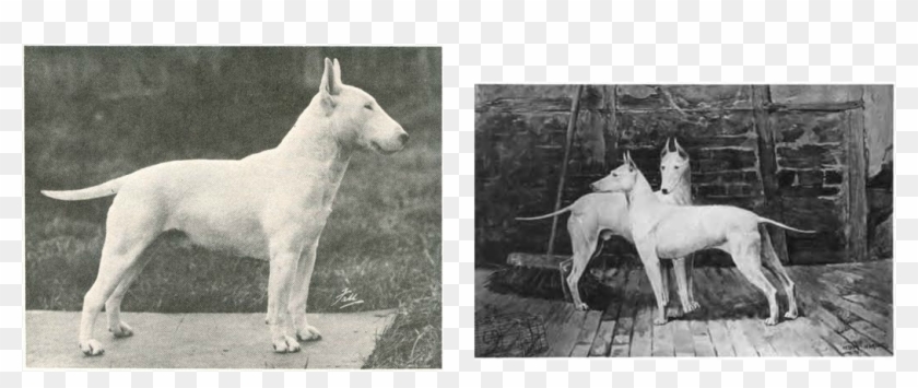 Many People Find The History Of The Bull Terrier Disturbing - Bull Terrier Hinks Type Clipart #3358225