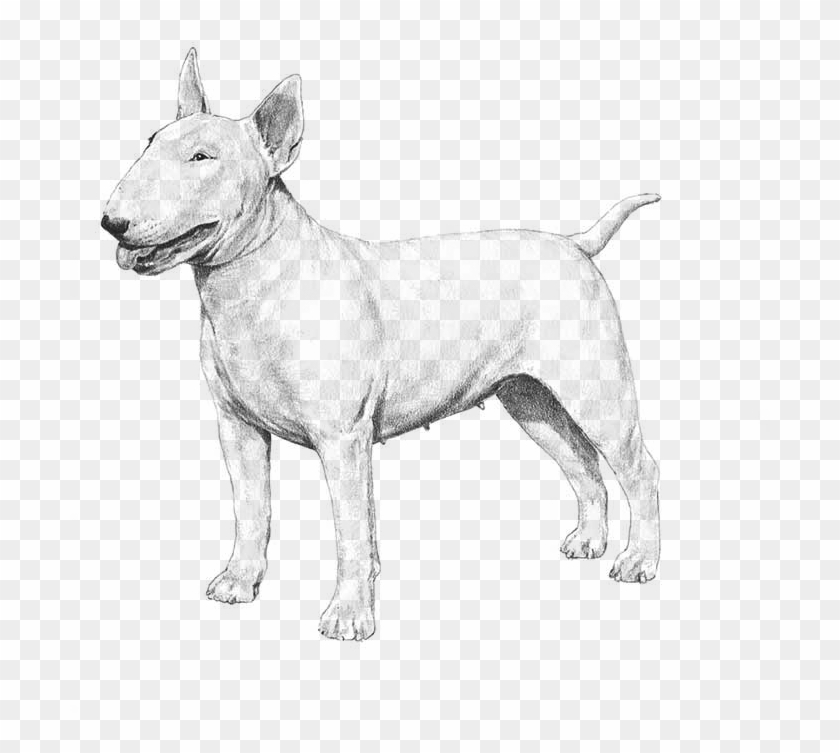 American Pit Bull Terrier - Bull Terrier Clipart #3358257