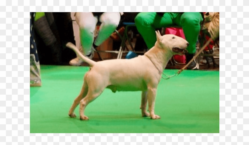 Vandret4 Lodret4 - Bull Terrier (miniature) Clipart