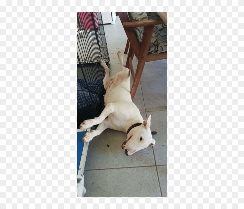 Photo Of Adopt A Bull Maggie - Bull Terrier Clipart