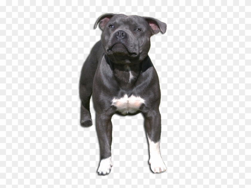 Om Staffordshire Bullterrier - Old English Terrier Clipart #3358432