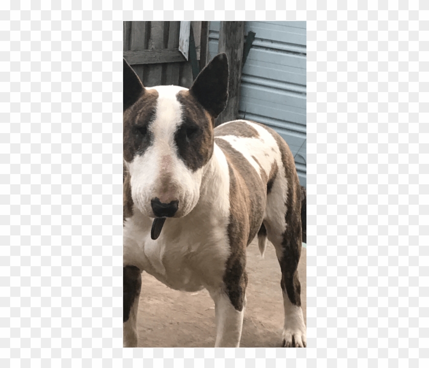 Donate To Petrescue - Bull Terrier Clipart