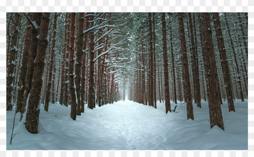 Score 50% - Winter Forest Phone Background Clipart