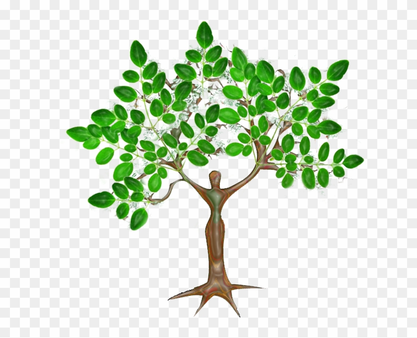 Moringa Miracle Tree Clipart