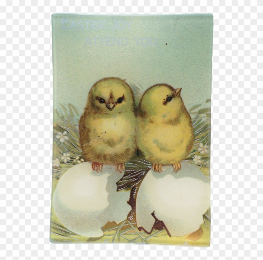 Barn Owl Clipart #3361725