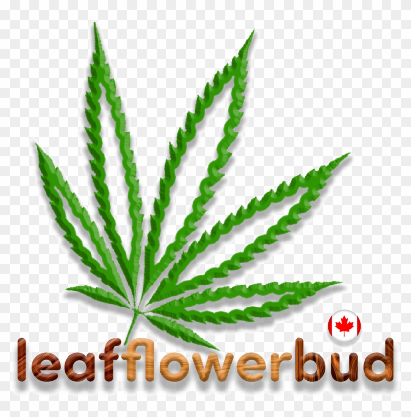Leaf, Flower, Bud On Twitter - Aloe Clipart