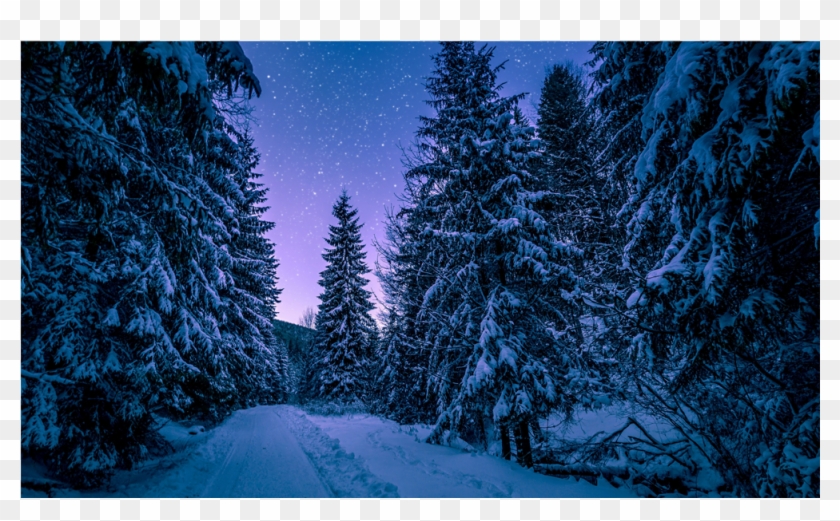 Score 50% - Night Forest Wallpaper Hd Clipart